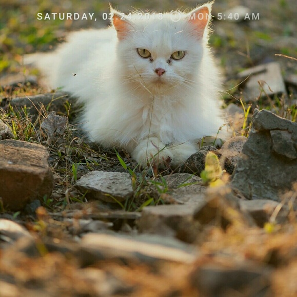 Meet your Posher, Elizabeth - Picture 1 of 1